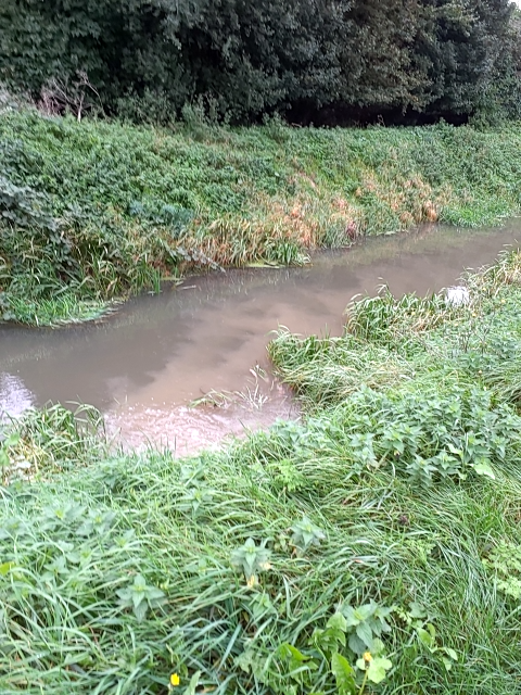 Algae blooms in the river